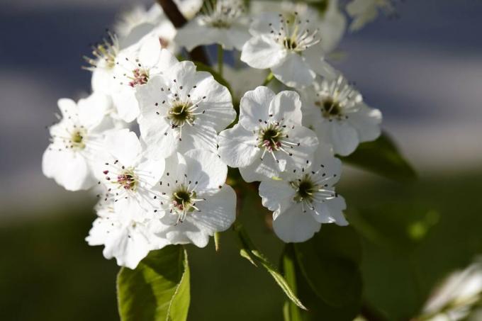 Lähikuva callery päärynäpuu kukka