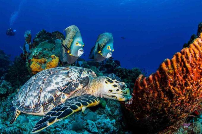 Ranskan angelfish ja hawksbill kilpikonna