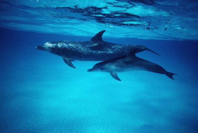Atlantinpisteisten delfiinien (Stenella frontalis) äiti ja vasikka