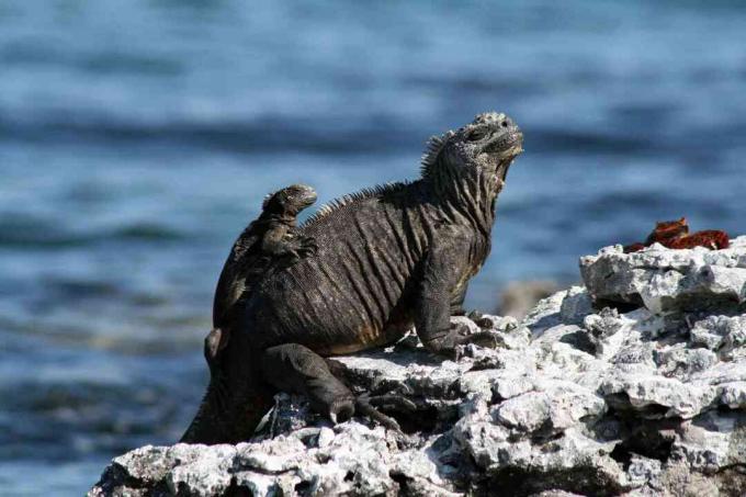 Aikuisten ja nuorten merien iguana