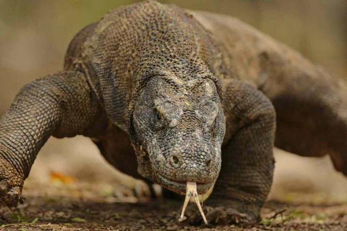 Komodo Dragon Portrait lähikuva - Komodo Island, Indonesia