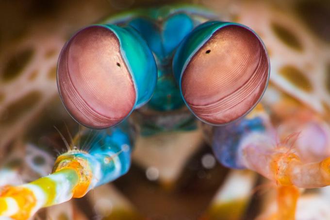Peacock Mantis Shrimp (Odontodactylus scyllarus) silmät
