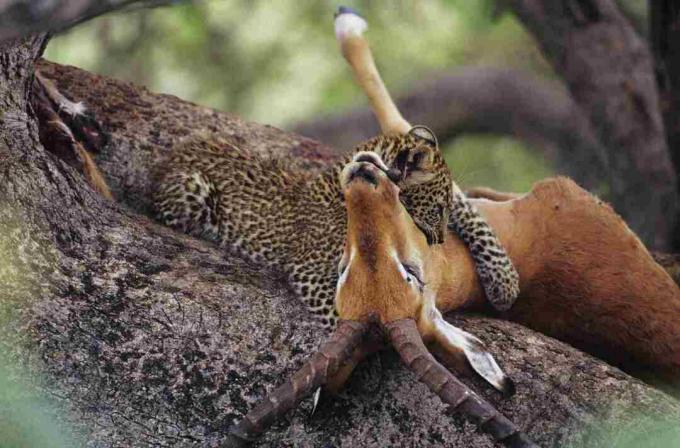 Leopard (Panthera pardus) syö porkkanaa puussa, Kenia