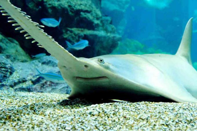 sawfish