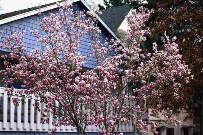 Lautanen magnolia puu takapihalla.