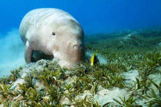 Dugong ja puhtaampi kala merirohulla.