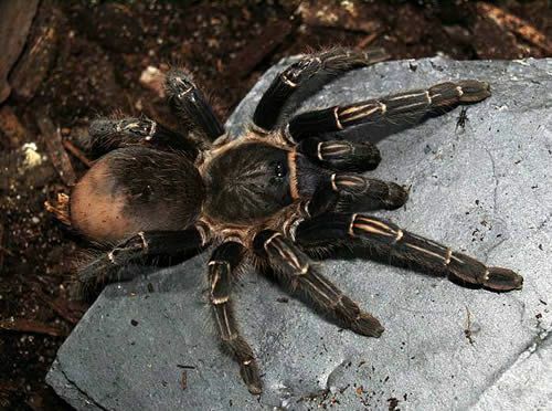 Costa Rican Zebra Tarantula (Aphonopelma seemanni)