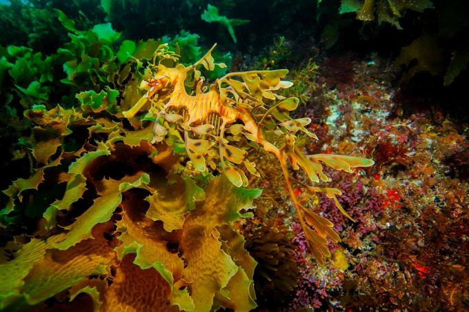 Lehtiset ulkonemat ja kyky vaihtaa väriä tekevät lehtisen merilinssin melkein näkymättömäksi ympäristöönsä.