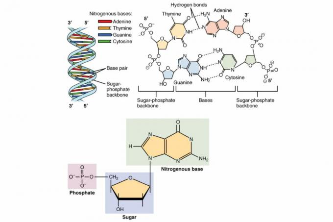 DNA-