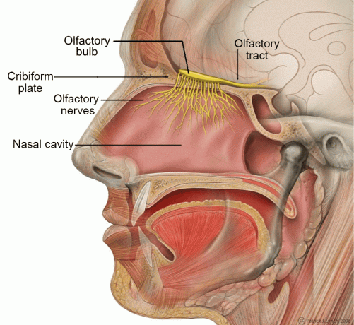 Digitaalinen kuva, joka näyttää ihmisen hajujärjestelmän anatomian.